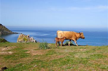 naturist campsite Corsica  - Corsican cow 