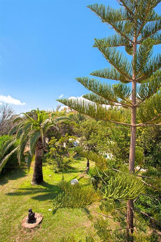 Palm trees, flora of the naturist campsite Corsica- Domaine de Bagheera