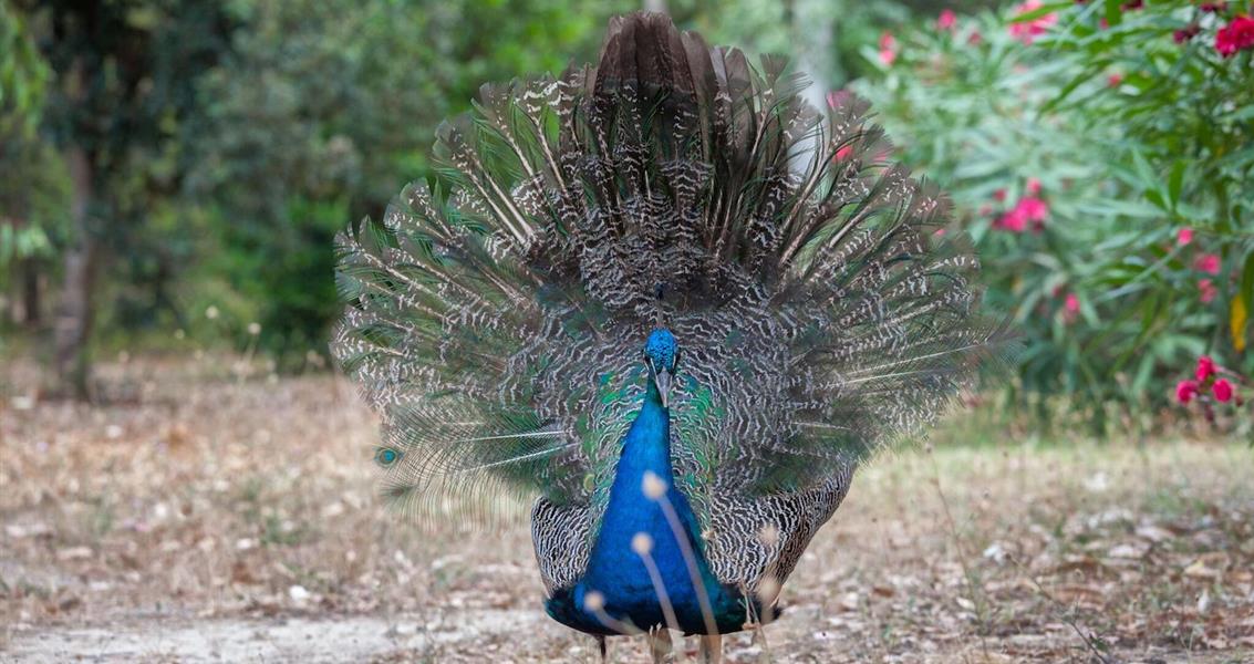 Peacocks - Naturist area in wild and natural Corsica