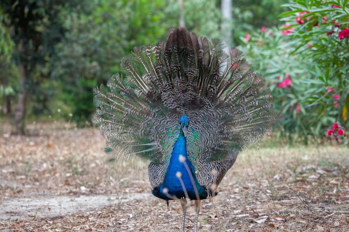 Peacocks - Naturist area in wild and natural Corsica