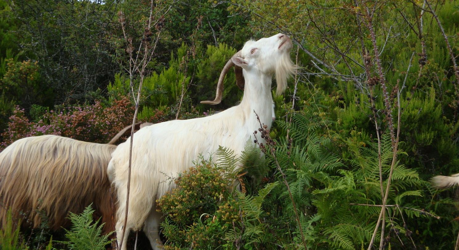 naturist campsite Corsica - Corsican goat