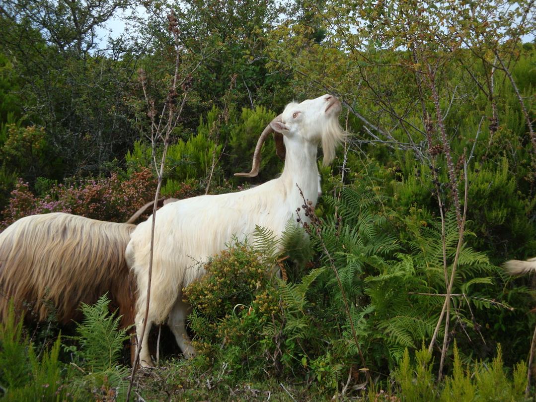 naturist campsite Corsica - Corsican goat