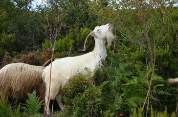 naturist campsite Corsica - Corsican goat