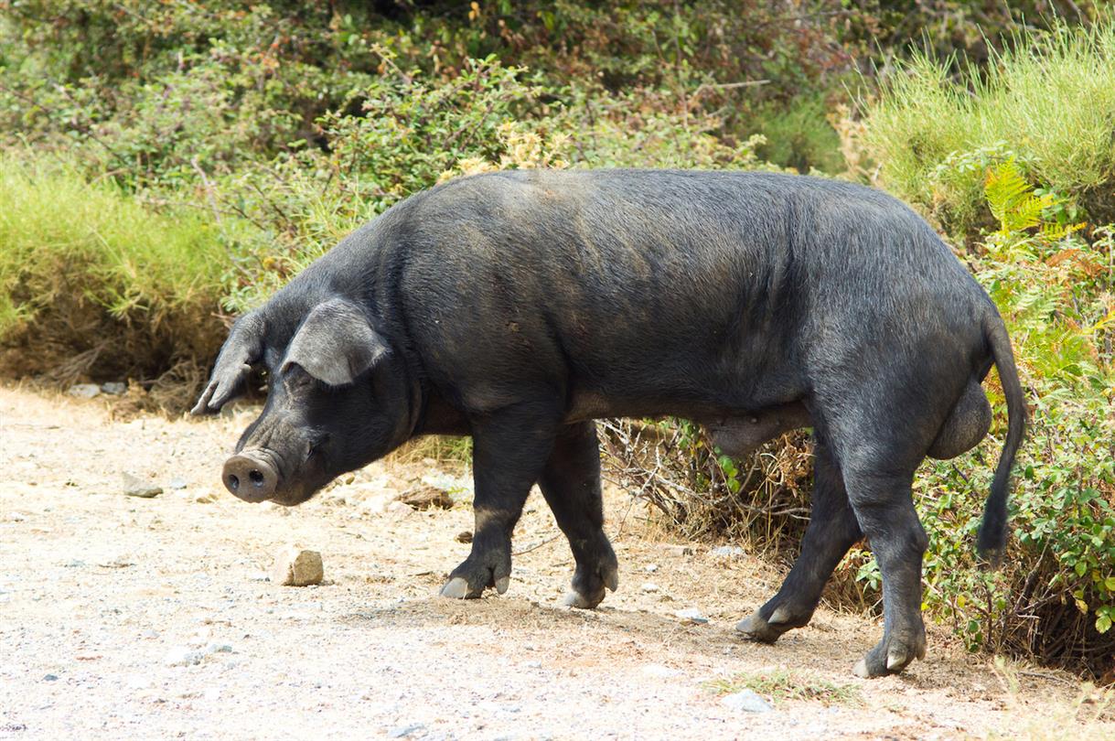 naturist campsite Corsica  - Corsican pig