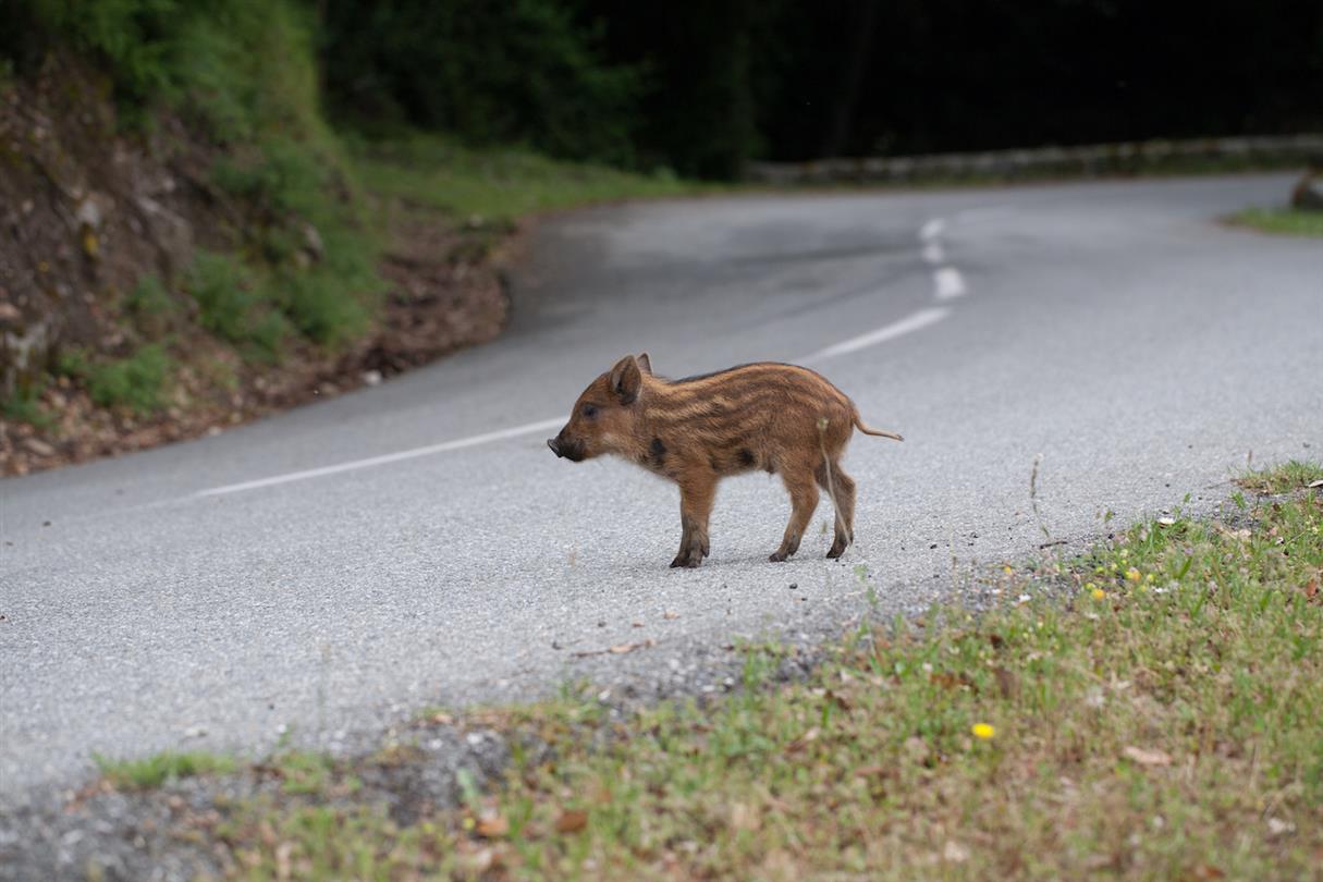 naturist campsite Corsica  - Corsican boar