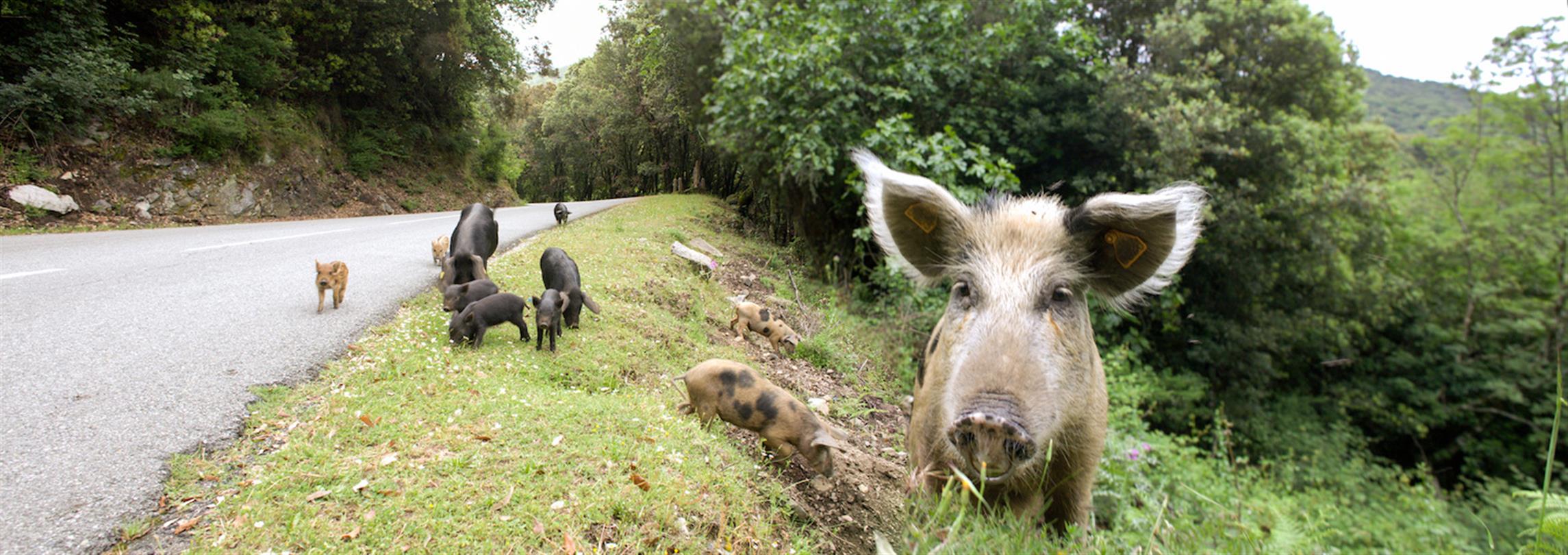 Corsican fauna - Domaine de Bagheera, naturist campsite in Corsica