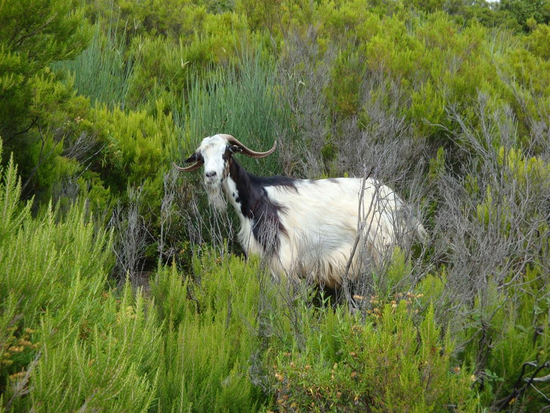 Corsican fauna, goats - Domaine de Bagheera, naturist campsite by the sea