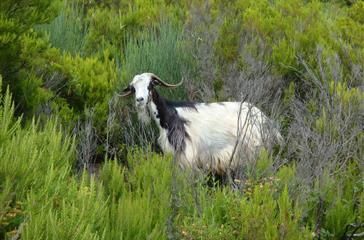 Corsican fauna, goats - Domaine de Bagheera, naturist campsite by the sea