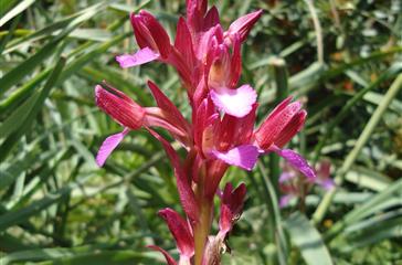 Wild orchid - Domaine de Bagheera - Corsican naturist campsite