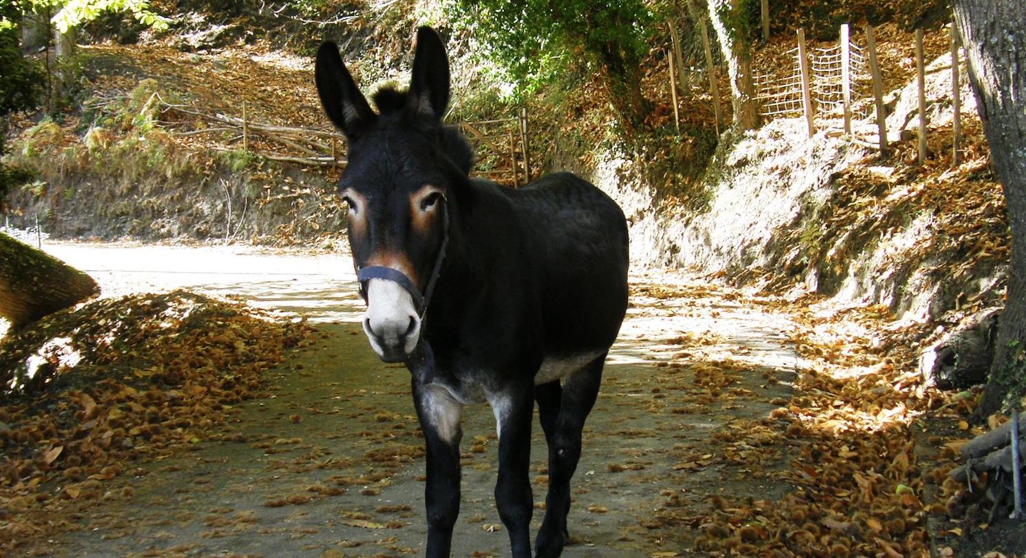 naturist campsite  Corsica - Corsican donkey