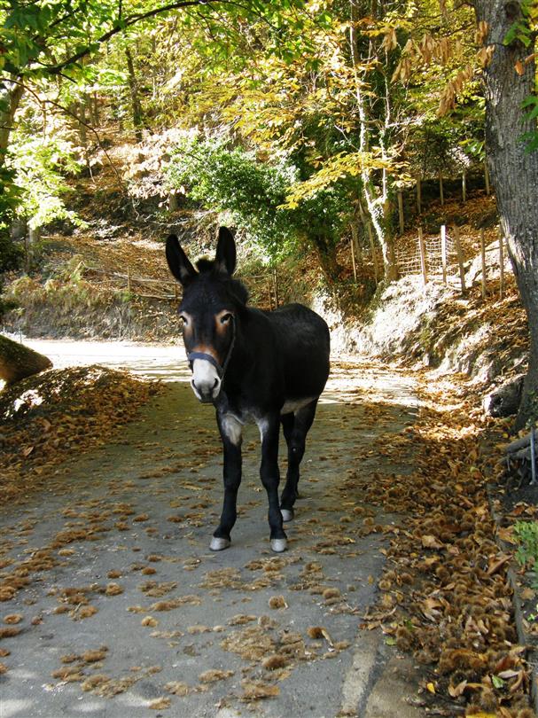 naturist campsite  Corsica - Corsican donkey