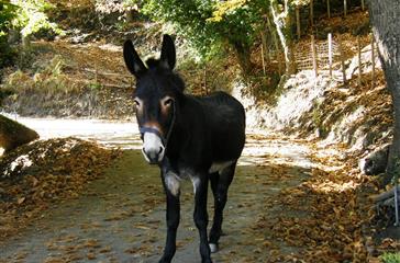 naturist campsite  Corsica - Corsican donkey