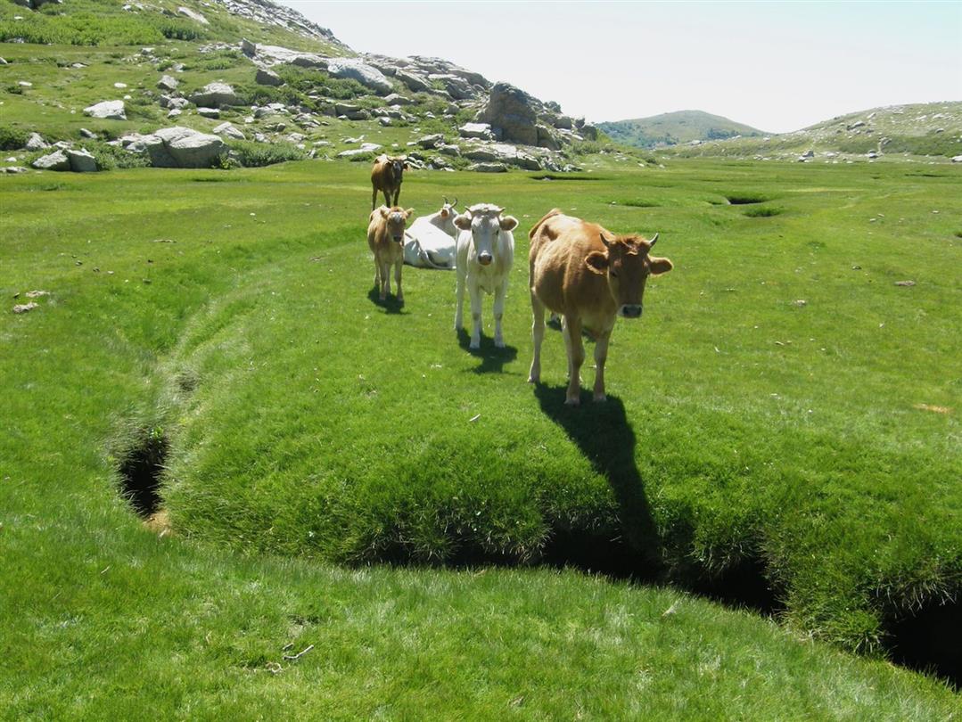 naturist campsite Corsica  - Corsican cow