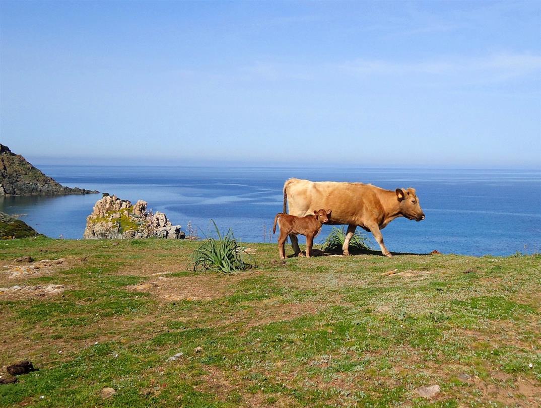 naturist campsite Corsica  - Corsican cow 