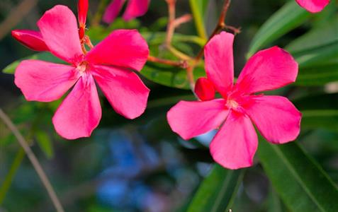 Bay tree, flora at the naturist campsite in Corsica - Domaine de Bagheera