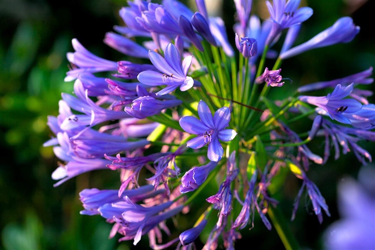 Agapanthus, flora of the naturist campsite Corsica - Domaine de Bagheera