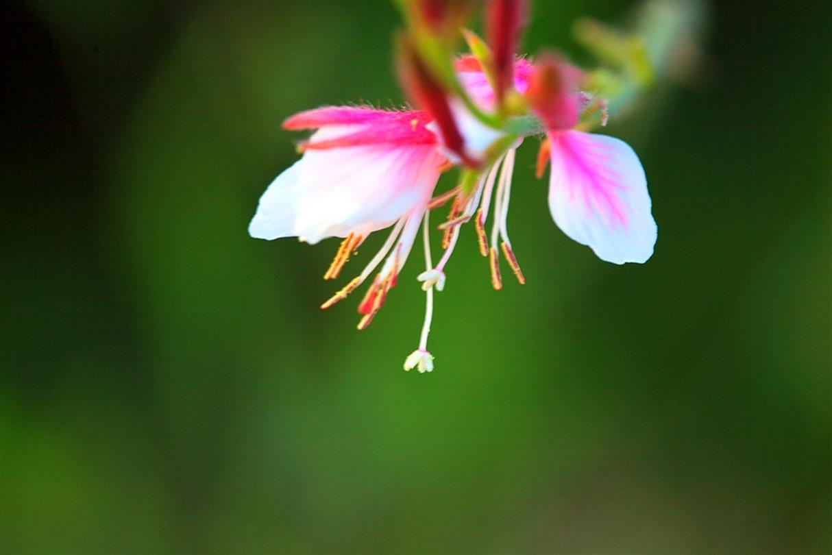 Fuchsia, flora of the Naturist Campsite Corsica - Domaine de Bagheera