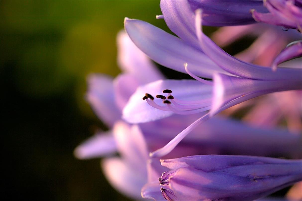 Crocus, flora of the naturist campsite Corsica - Domaine de Bagheera by the sea