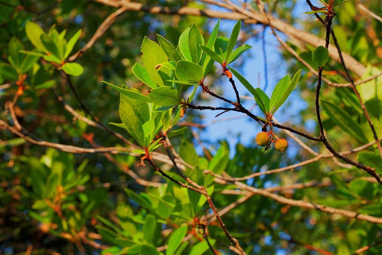 Arbutus, flora of the naturist campsite Corsica - Domaine de Bagheera