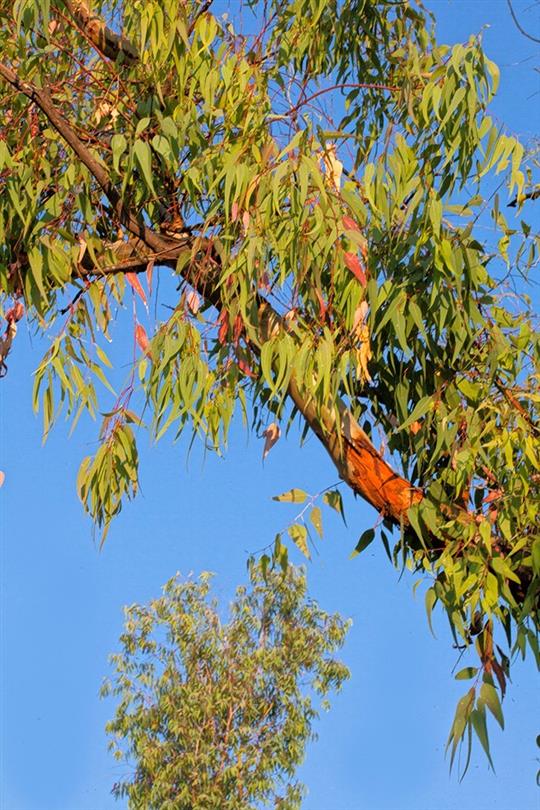 Eucalyptus, flora of the naturist campsite Corsica- Domaine de Bagheera