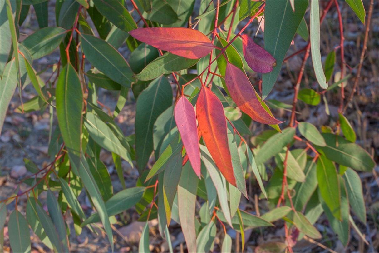 Eucalyptus, flora of the naturist campsite Corsica- Domaine de Bagheera, seaside 4 stars