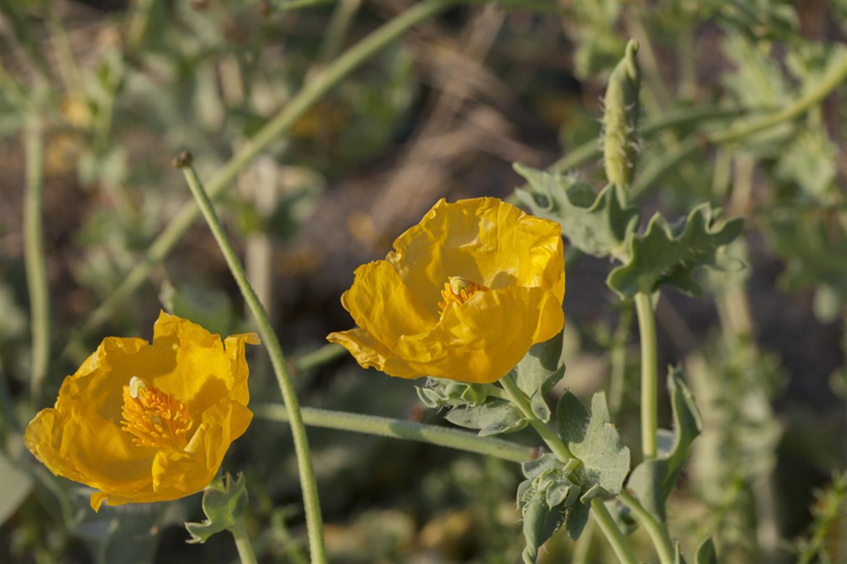 Immortelle, flower of the naturist campsite Corsica - Domaine de Bagheera 4 stars