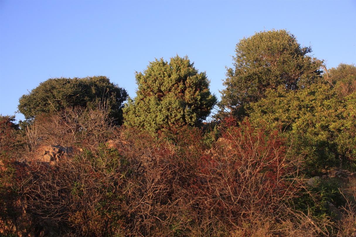 Corsica maquis - Domaine de Bagheera, naturist campsite Corsica