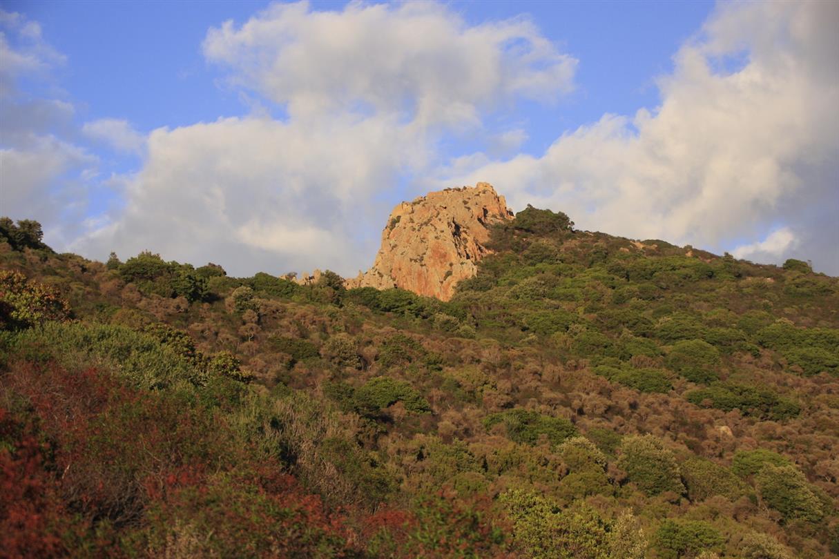 Bruyere, rock rose, myrtle, rosemary from Corsican maquis - Domaine de Bagheera, naturism corsica