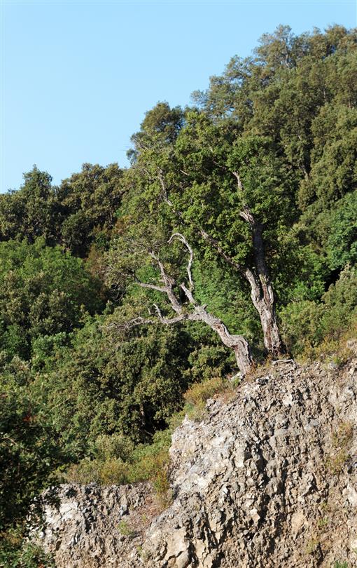 Corsican vegetation - Domaine de Bagheera, naturist campsite Corsica
