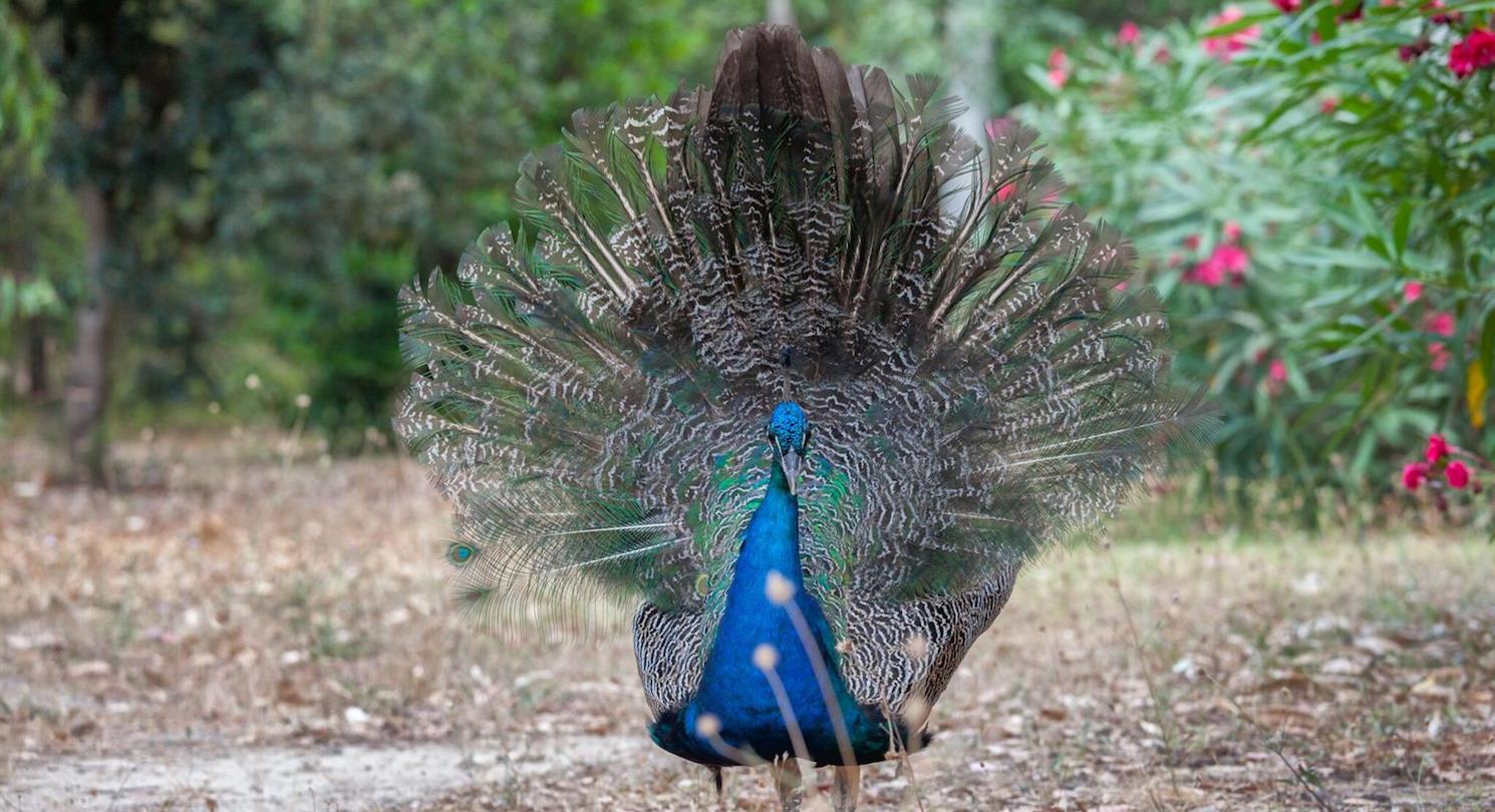 Peacocks - Naturist area in wild and natural Corsica