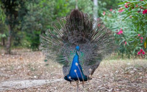 Peacocks - Naturist area in wild and natural Corsica