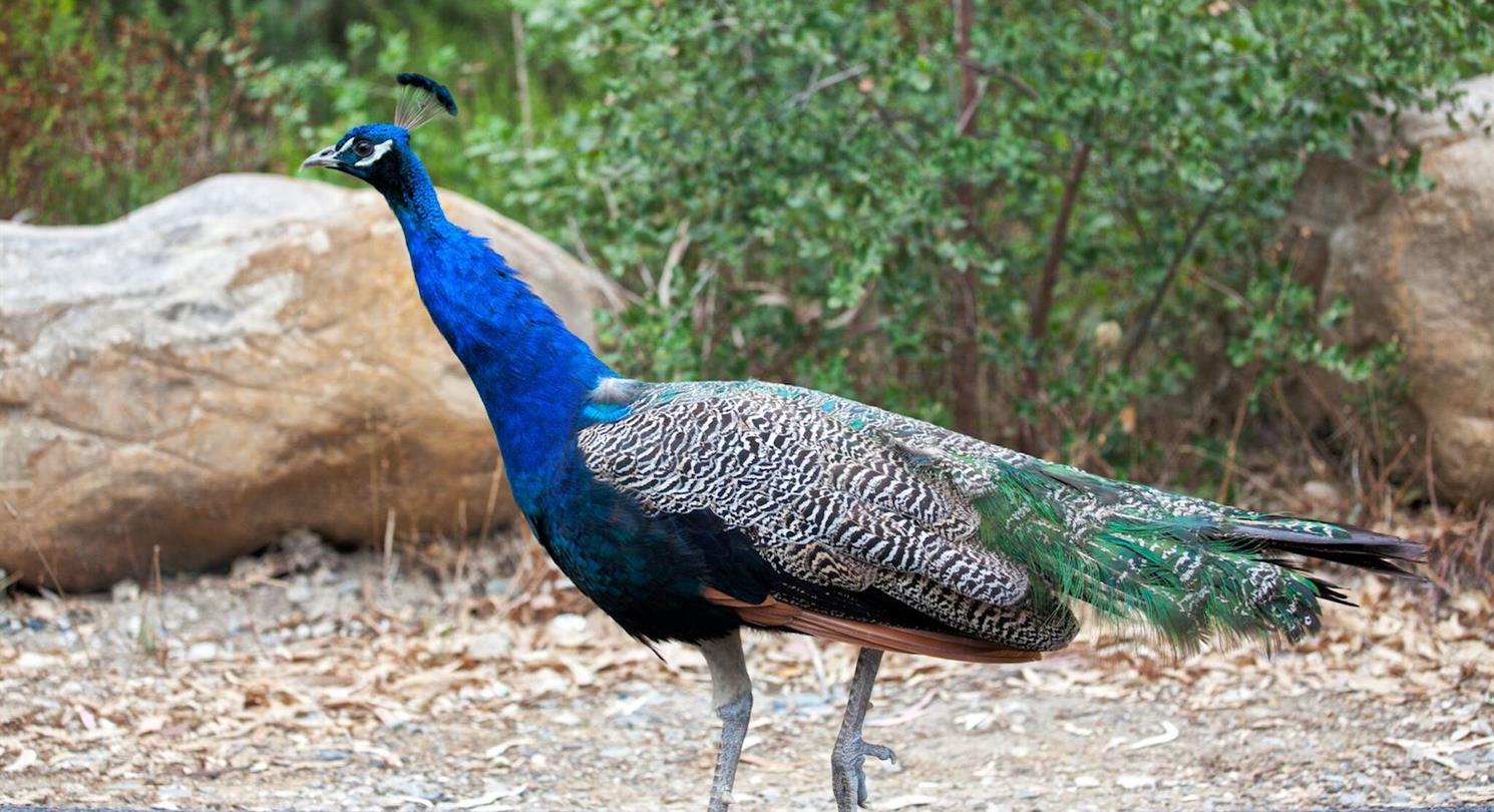 Peacock - 4 star naturist campsite Corsica south of Bastia