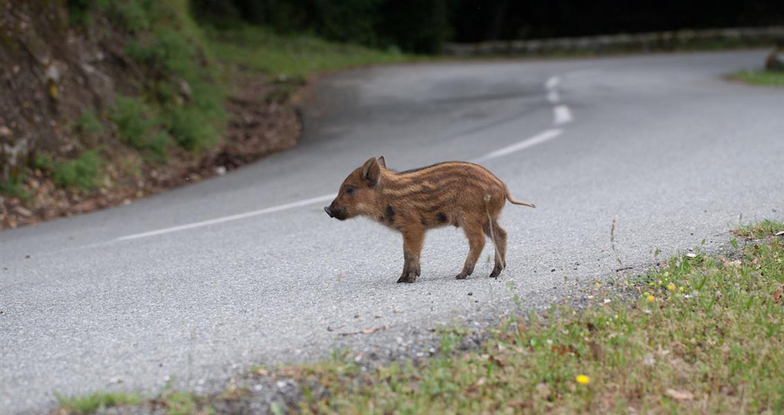 Car rental Corsica Bagheera naturist resort