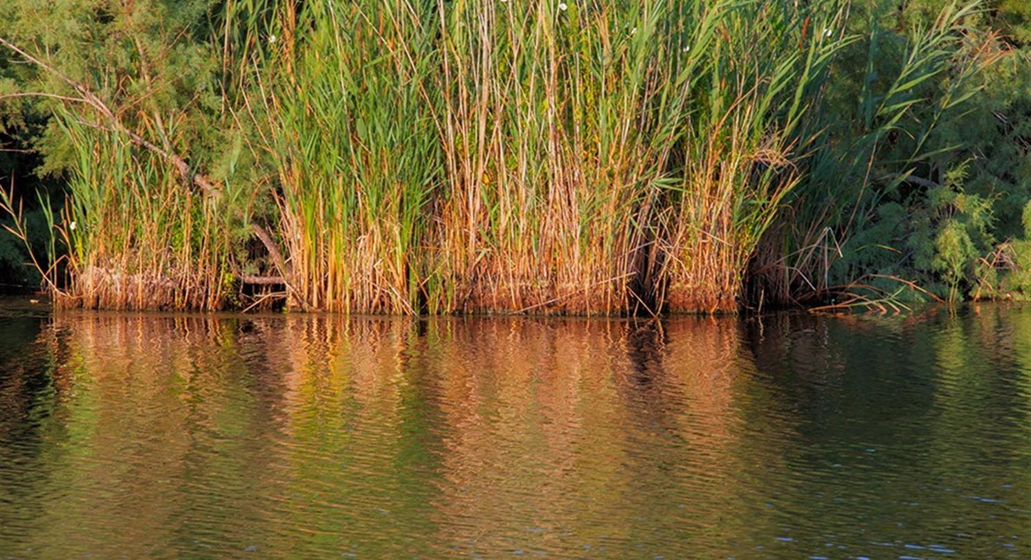 Pond of the Domaine de Bagheera, naturist campsite in Linguizzetta