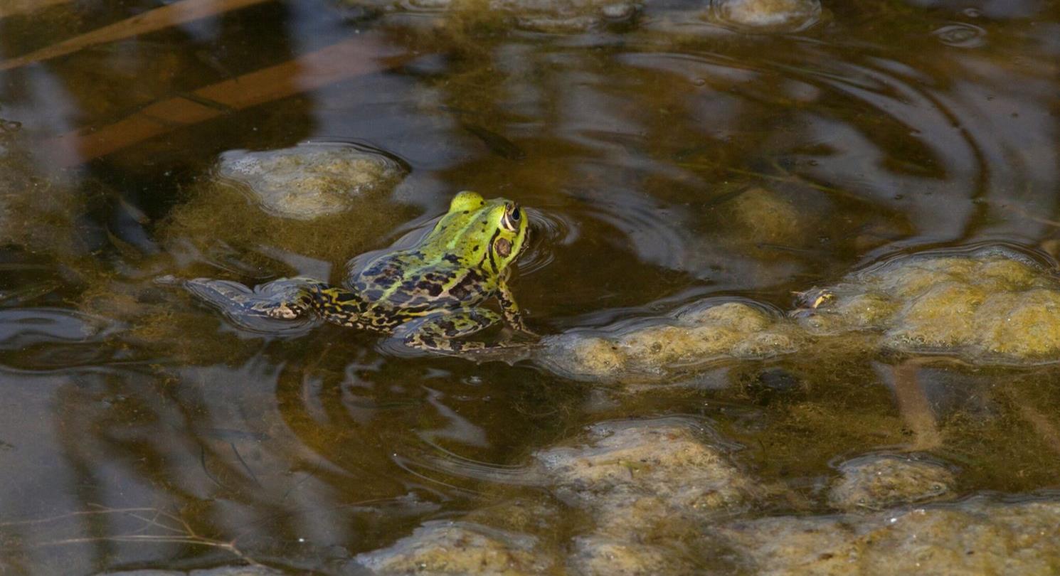 Frog - Domaine de Bagheera, naturism in Corsica