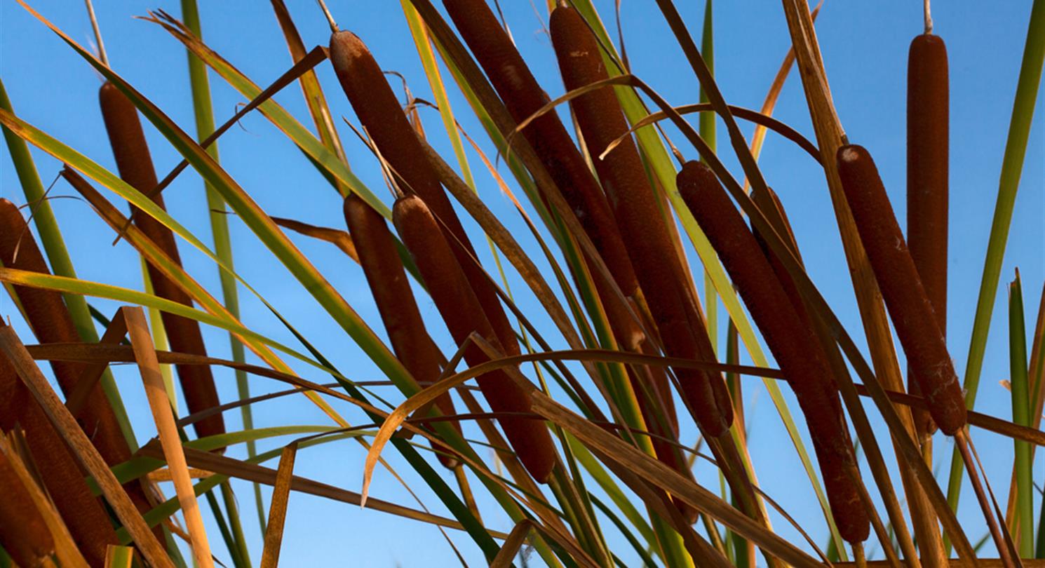 Flora of the pond - Domaine de Bagheera, naturism in Corsica