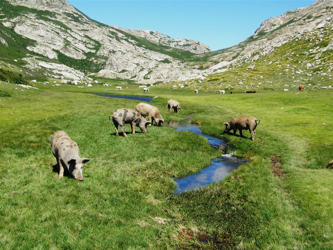 Tourism and discovery of Corsican fauna - Domaine de Bagheera, naturism Corsica 