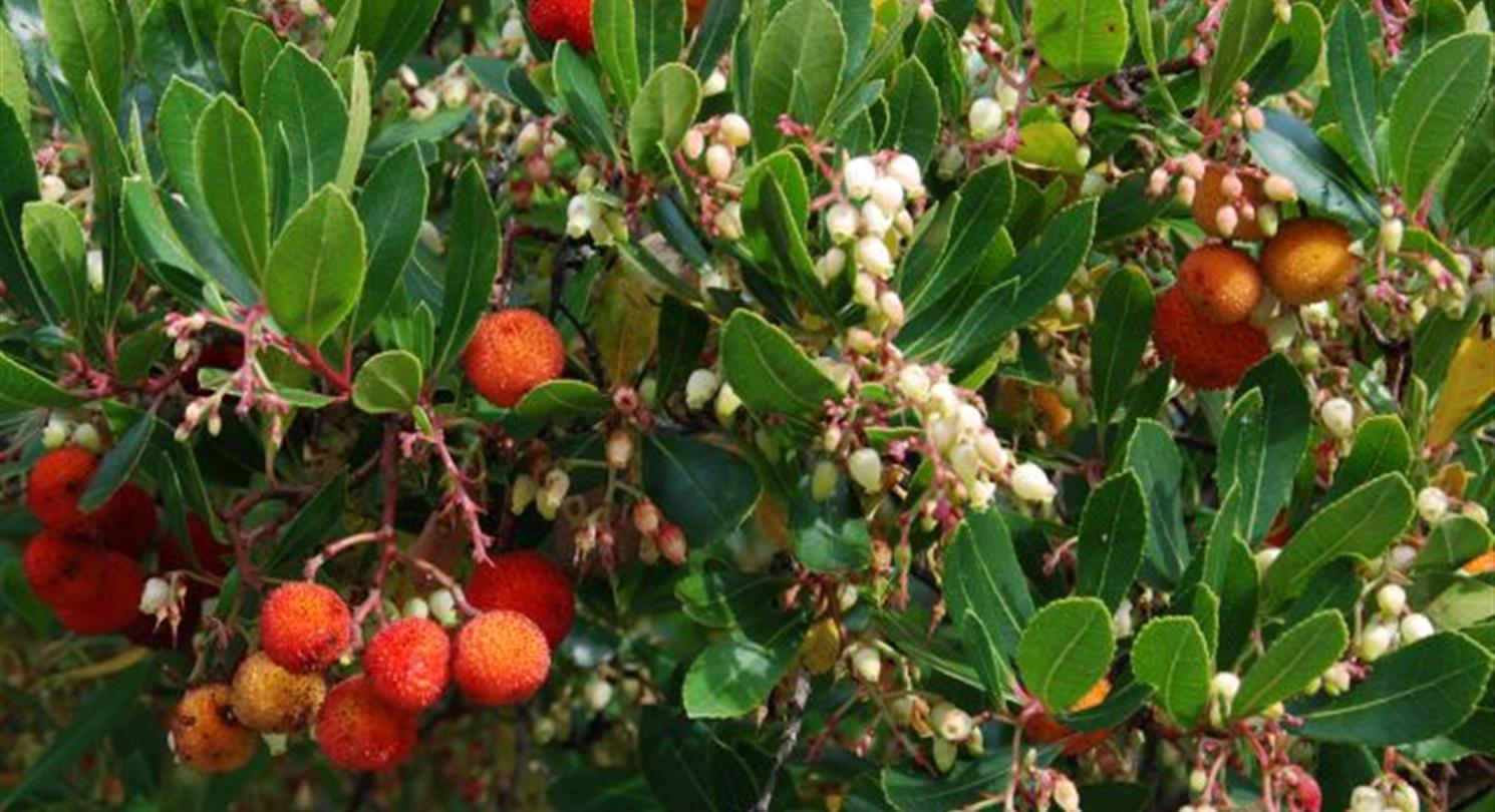 Arbousiers - Domaine de Bagheera, Corsican naturism