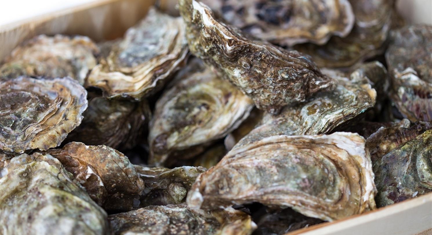 Corsican oysters, seafood and shellfish - Corsica naturist campsite 4 stars Bagheera
