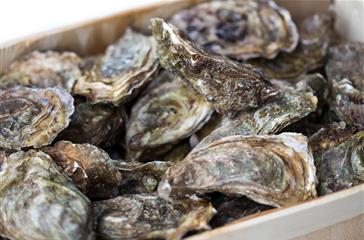 Corsican oysters, seafood and shellfish - Corsica naturist campsite 4 stars Bagheera