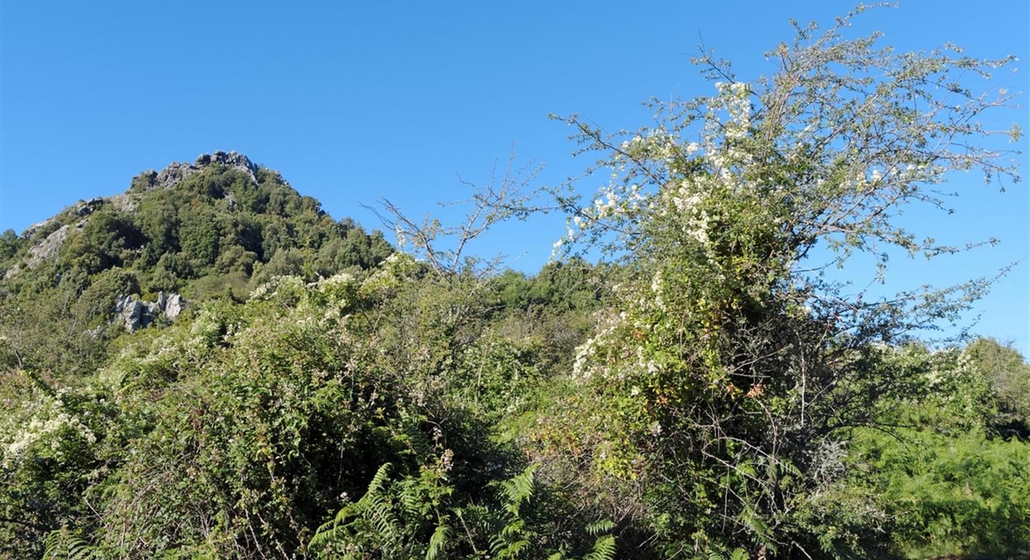 Costa Verde mountains and maquis in Haute Corse - Domaine de Bagheera