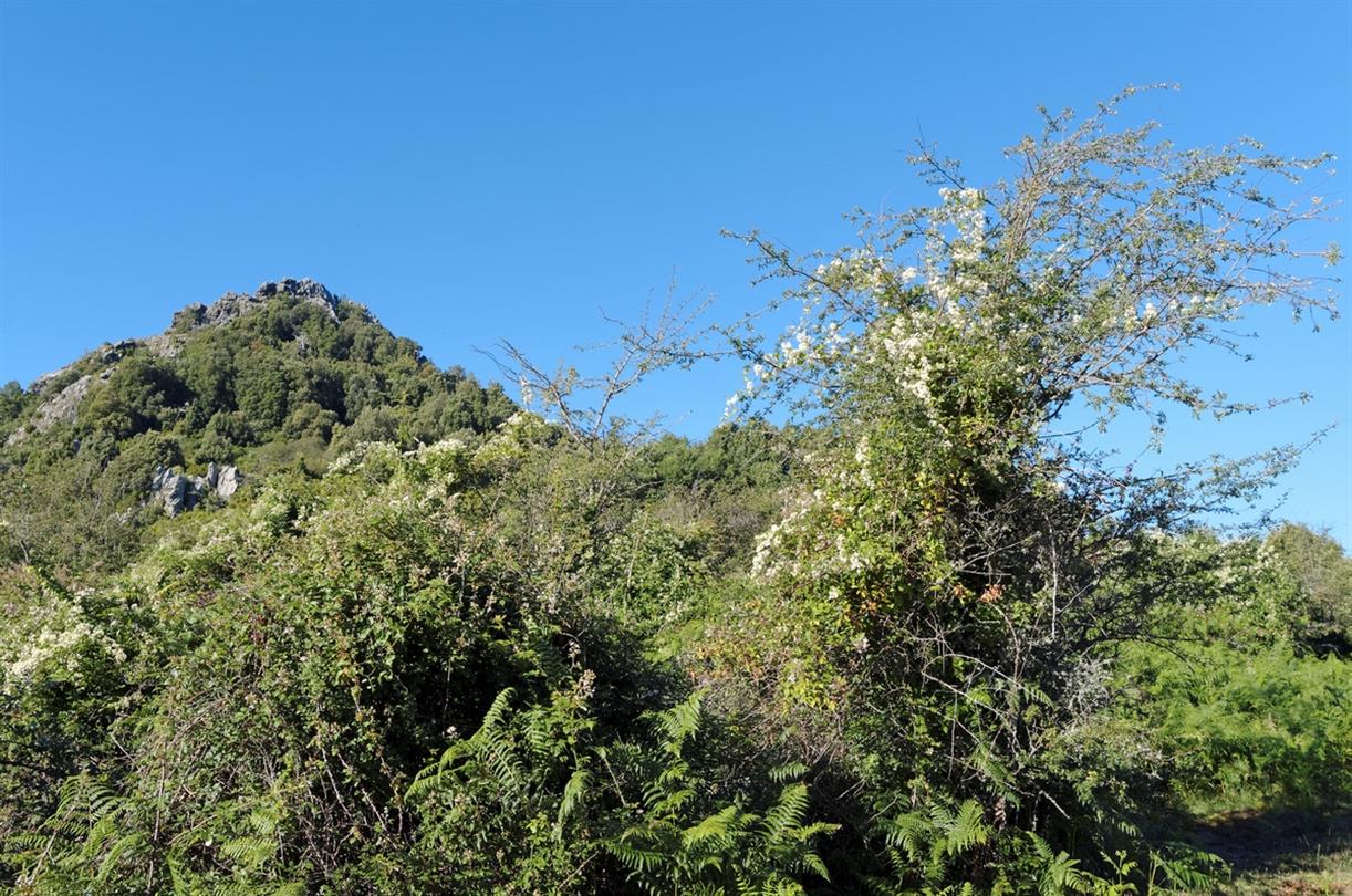 Costa Verde mountains and maquis in Haute Corse - Domaine de Bagheera