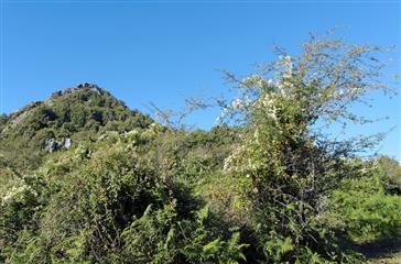 Costa Verde mountains and maquis in Haute Corse - Domaine de Bagheera