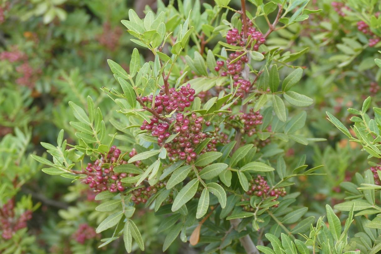 Leaves and fruit of myrtle - Bagheera naturist site, Corsica