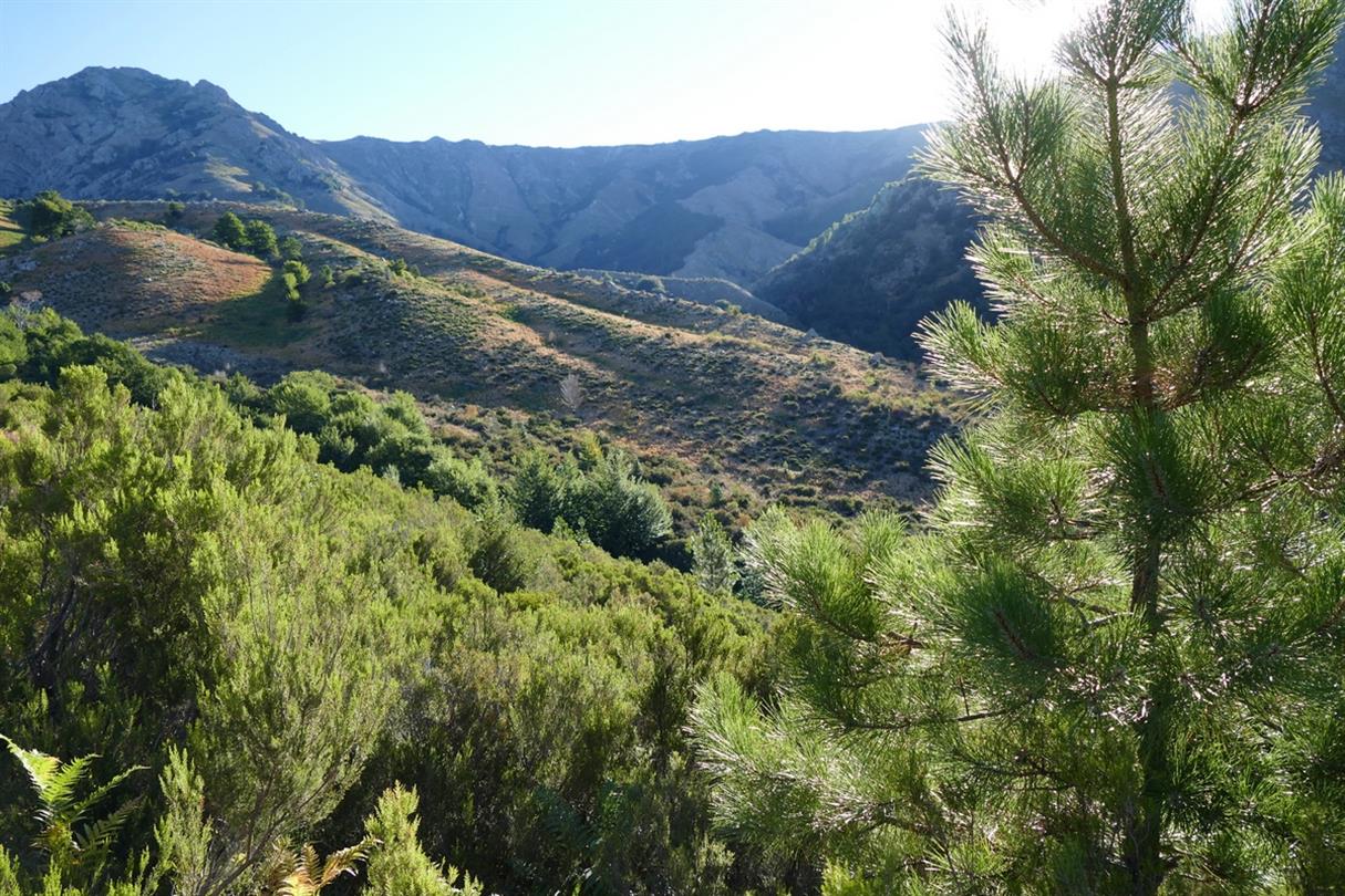 Sunrise on the maquis in the mountains, Corsica