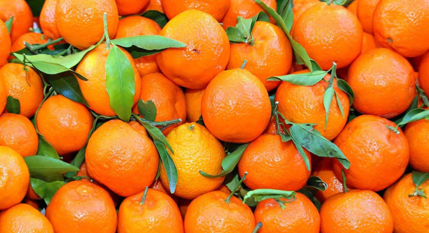 Clementines Corse - Domaine de Bagheera, naturist campsite Corsica 4 stars