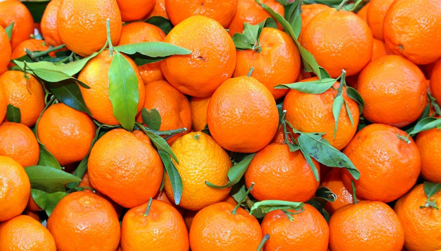 Clementines Corse - Domaine de Bagheera, naturist campsite Corsica 4 stars