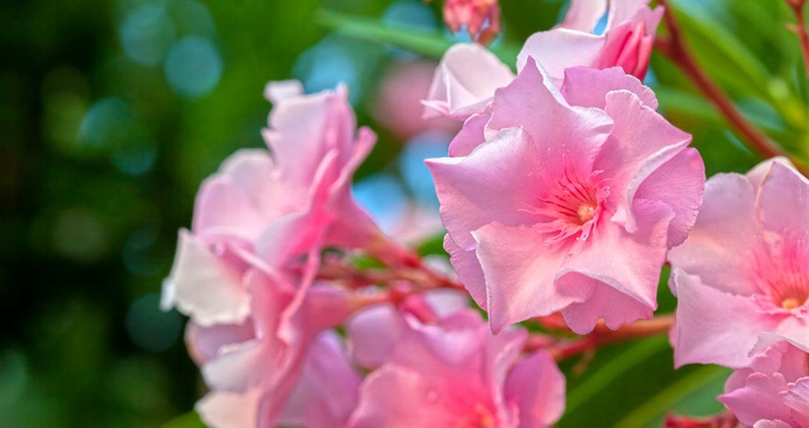 Laurier rose en fleur