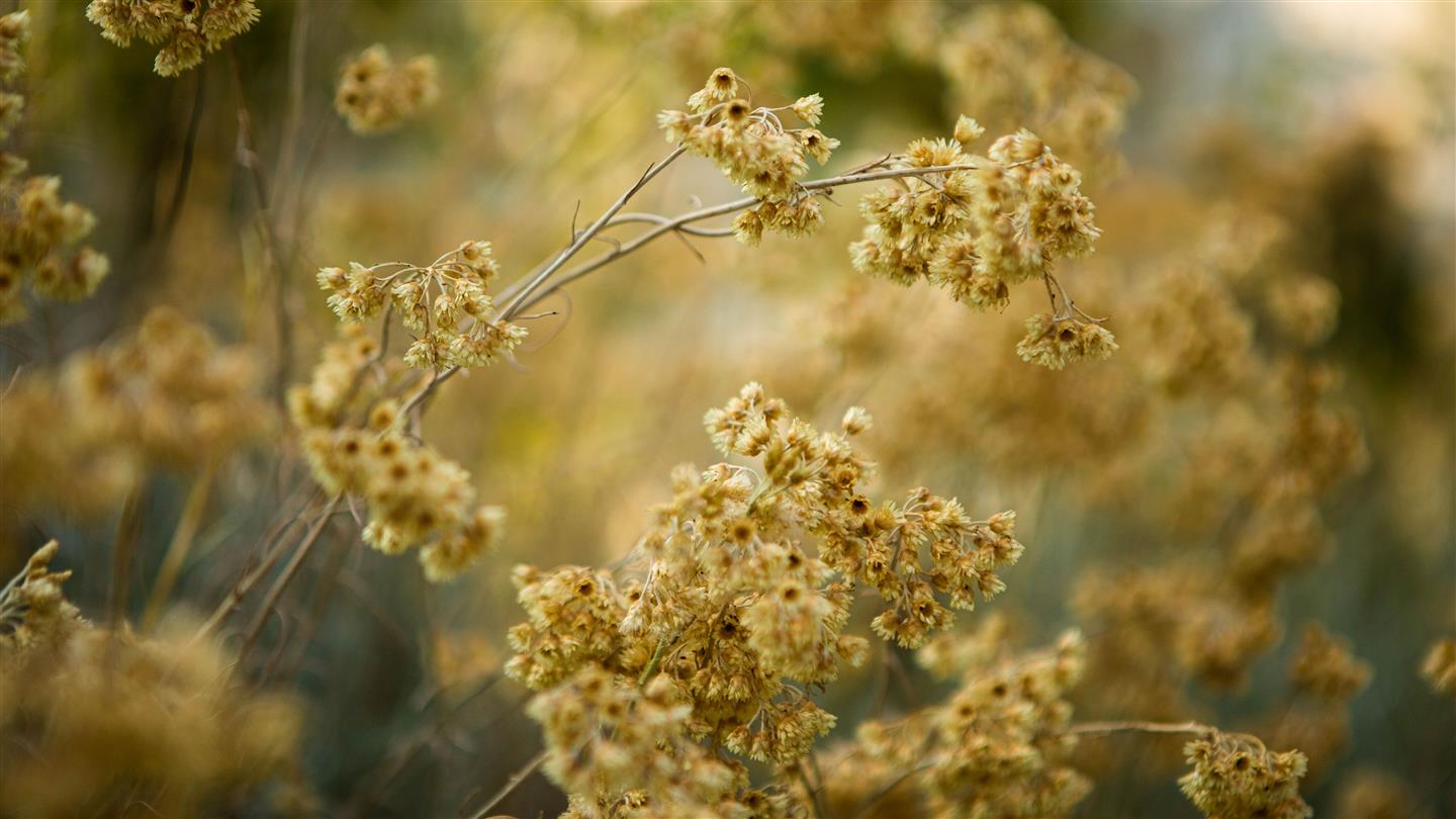 Fleur d'immortelle